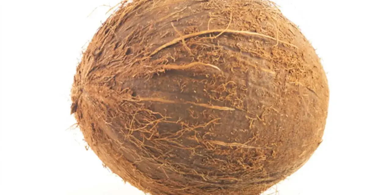 Coco entero con c&aacute;scara fibrosa, listo para revelar sus maravillosas propiedades.