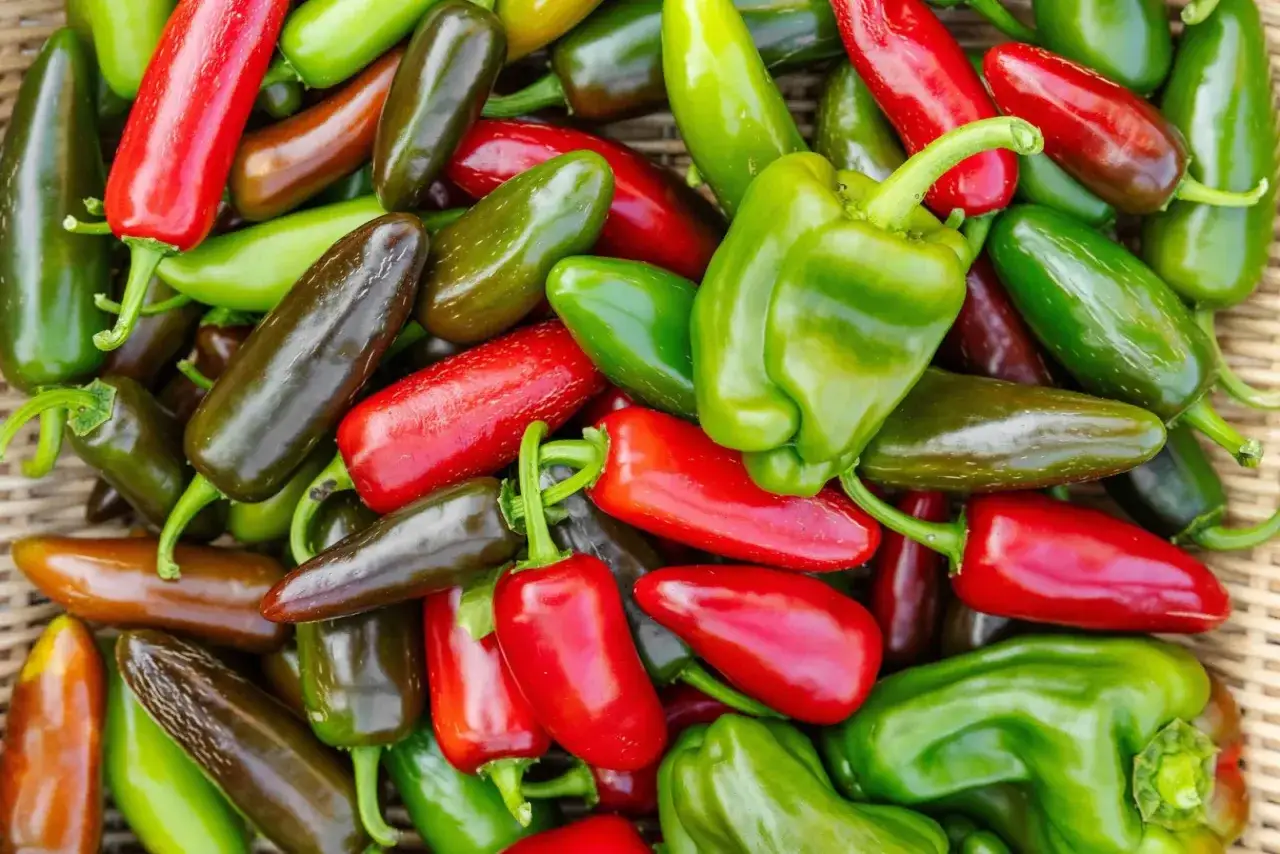 En korg fylld med färgglada chili sorter: röda, gröna och mörka jalapeños, samt stora gröna paprikor.