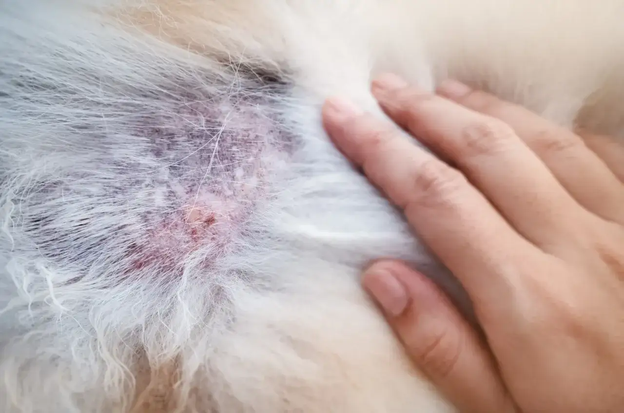 Rote, schuppige Stelle auf dem Fell eines Hundes, die auf Hautpilz hindeutet. Eine Hand streicht sanft darüber.