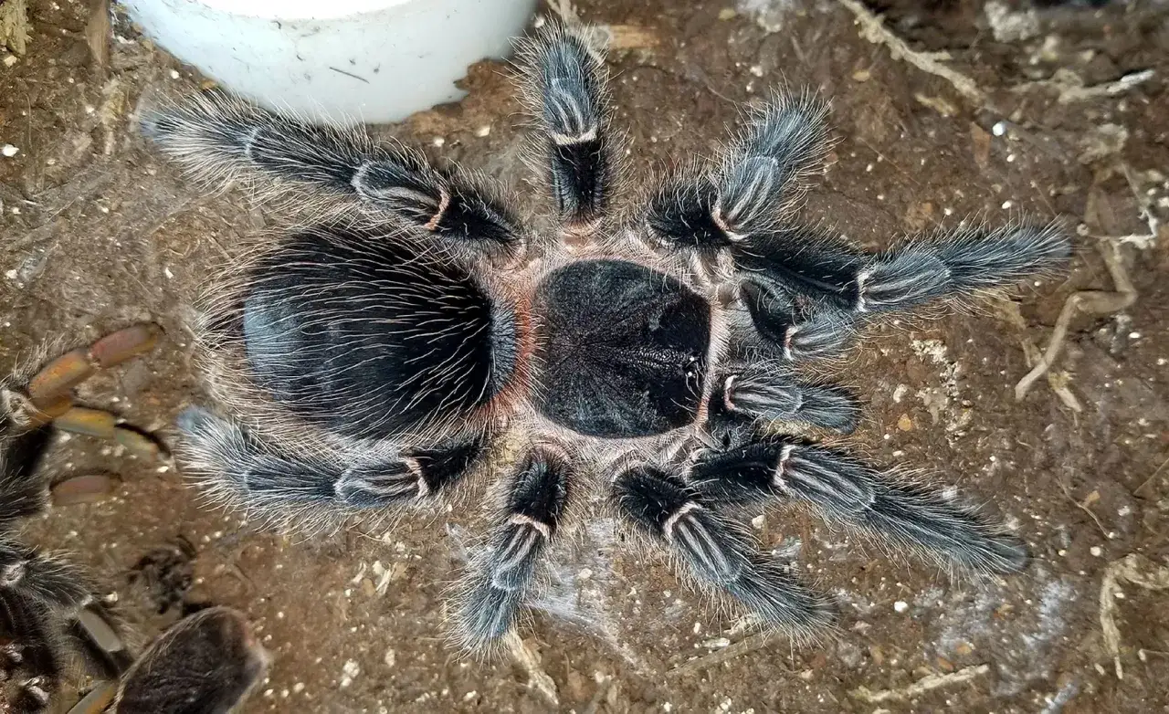 Jadowity pająk tarantula z czarnym, owłosionym ciałem i nogami z białymi pasami.