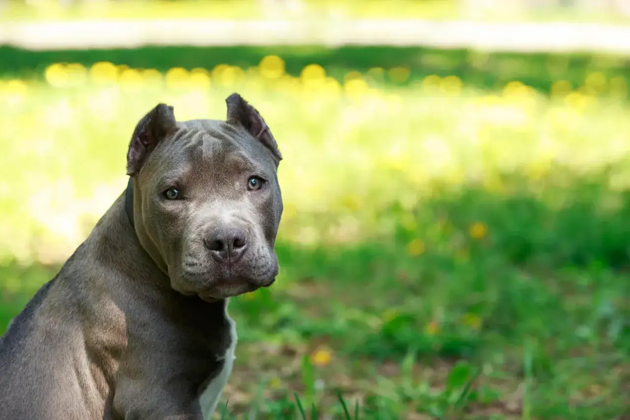 Szarobłękitny amstaff o łagodnym spojrzeniu siedzi na trawie. Czy amstaff jest agresywny? Ten piesek zaprzecza stereotypom.