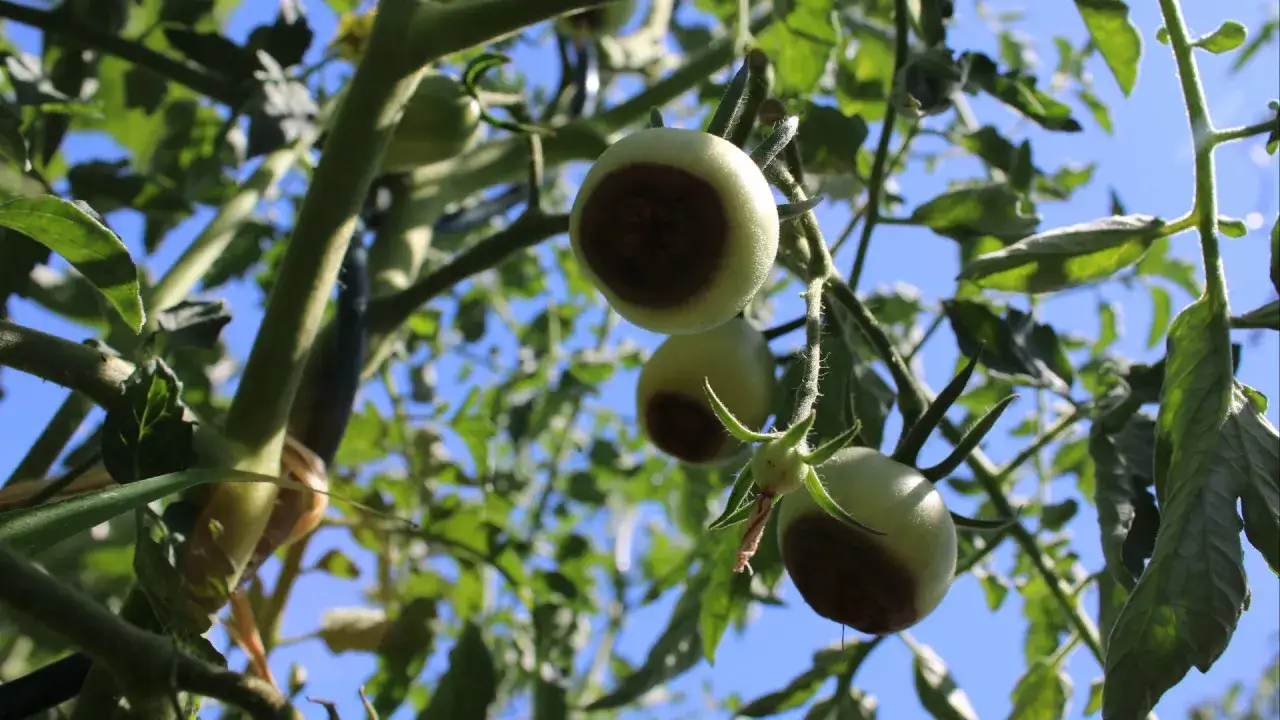 Tomates vertes sur un plant, certaines pr&eacute;sentent une tache brune au cul noir, signe d'un probl&egrave;me d'arrosage.