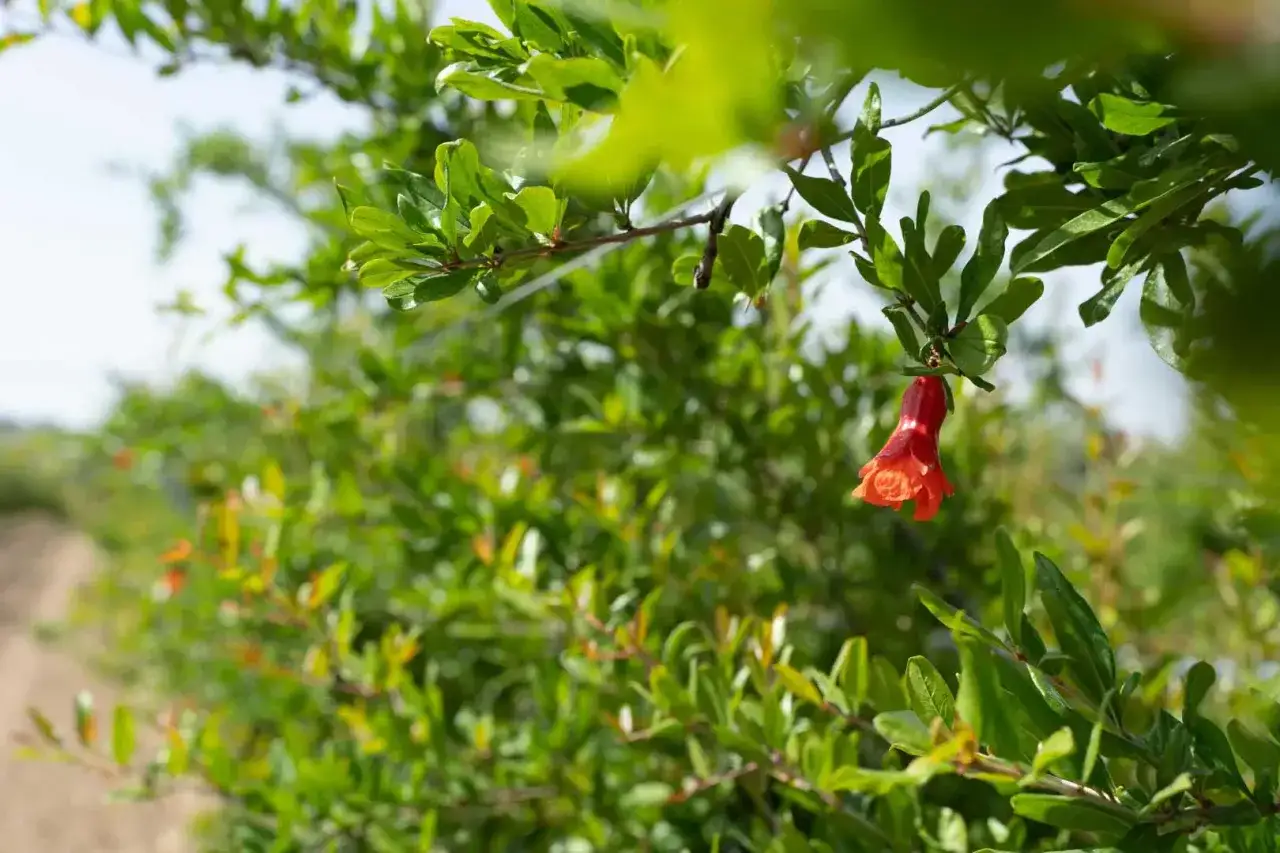 Un singolo fiore rosso acceso pende da un ramo verde, un segno che il melograno sta per fiorire.