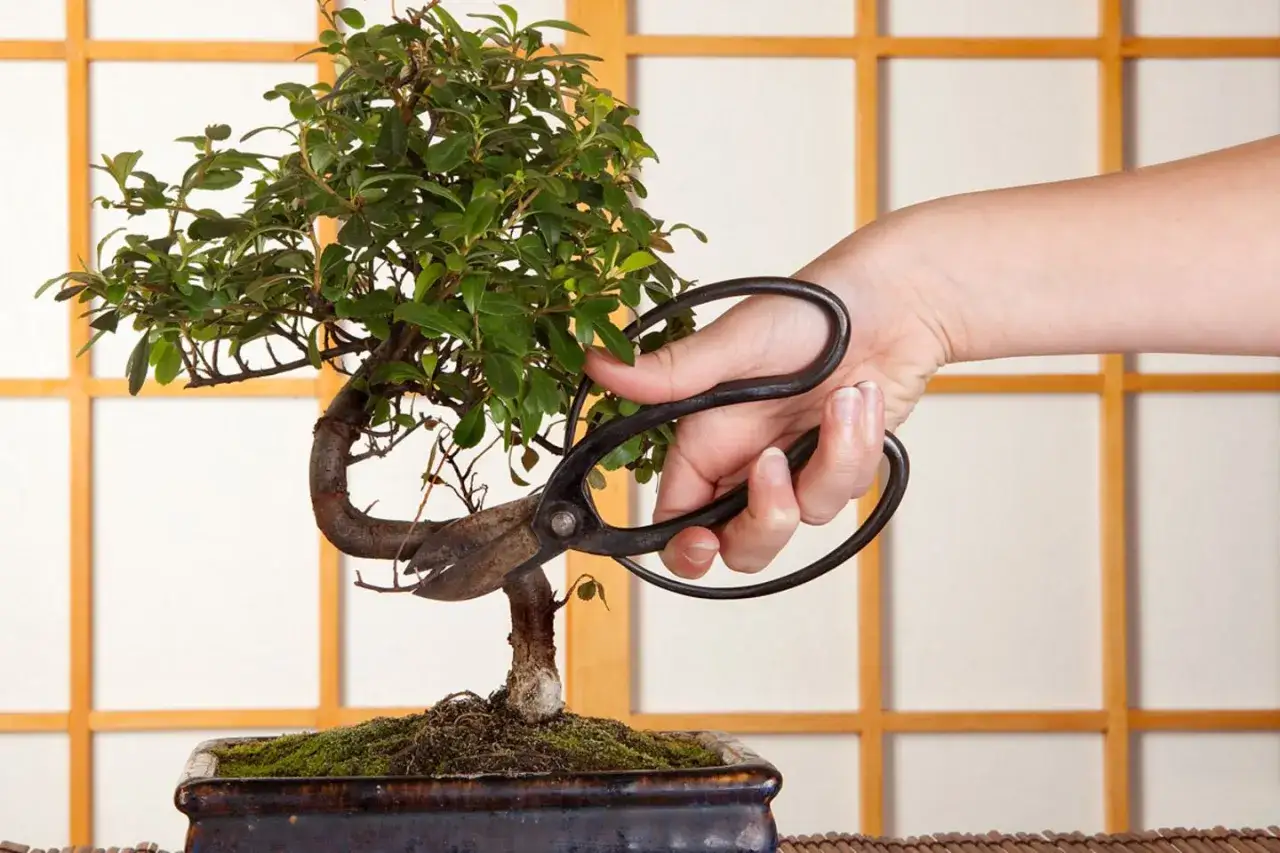 Eine Hand hält eine Schere, um einen Bonsai zu schneiden. Die kunstvolle Form des Baumes wird durch sorgfältiges Bonsai schneiden geformt.