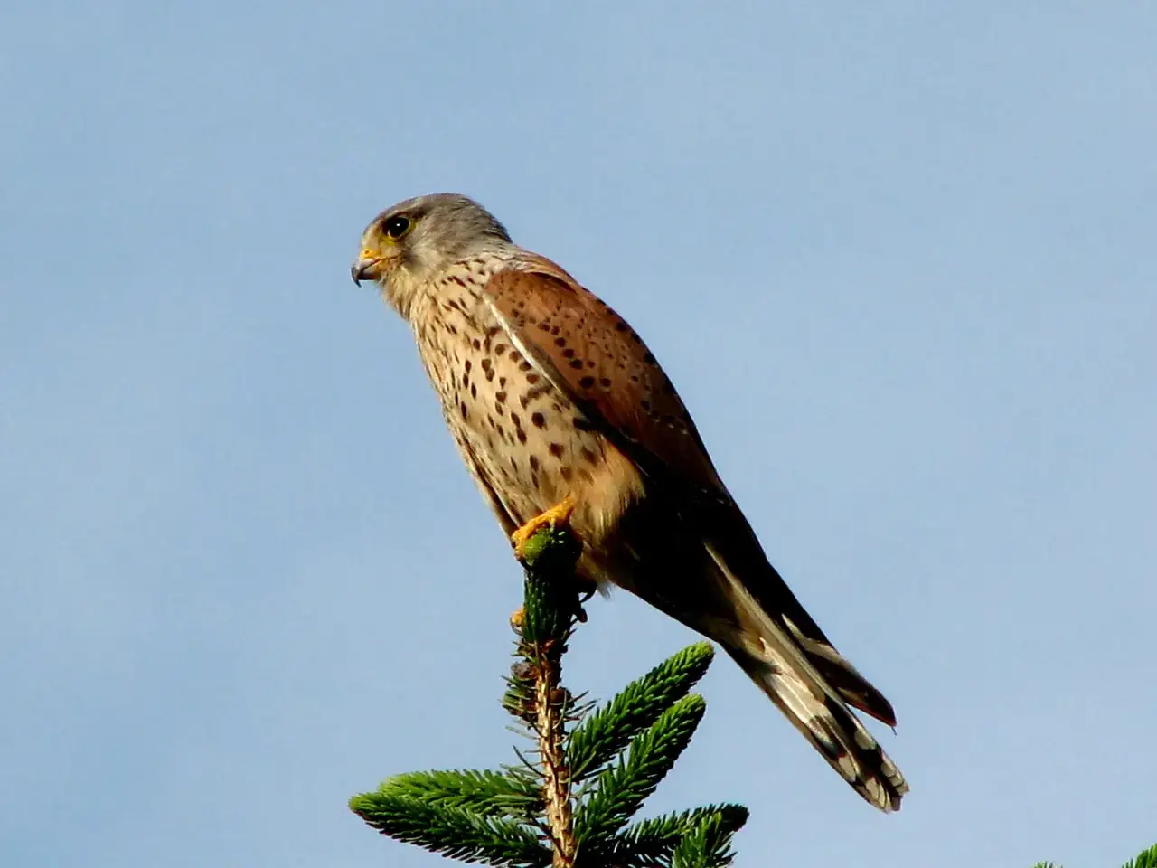 En falkfågel sitter på en grankvist mot en ljusblå himmel.