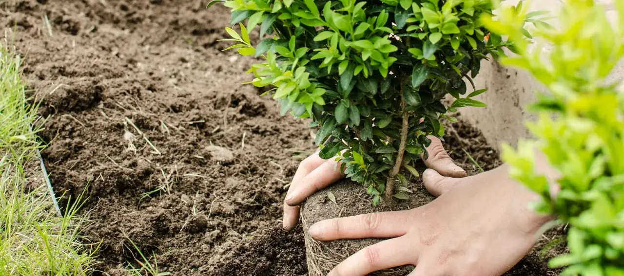Mains tenant un jeune arbuste pour le planter dans la terre meuble. L'action de planter une haie commence ici.