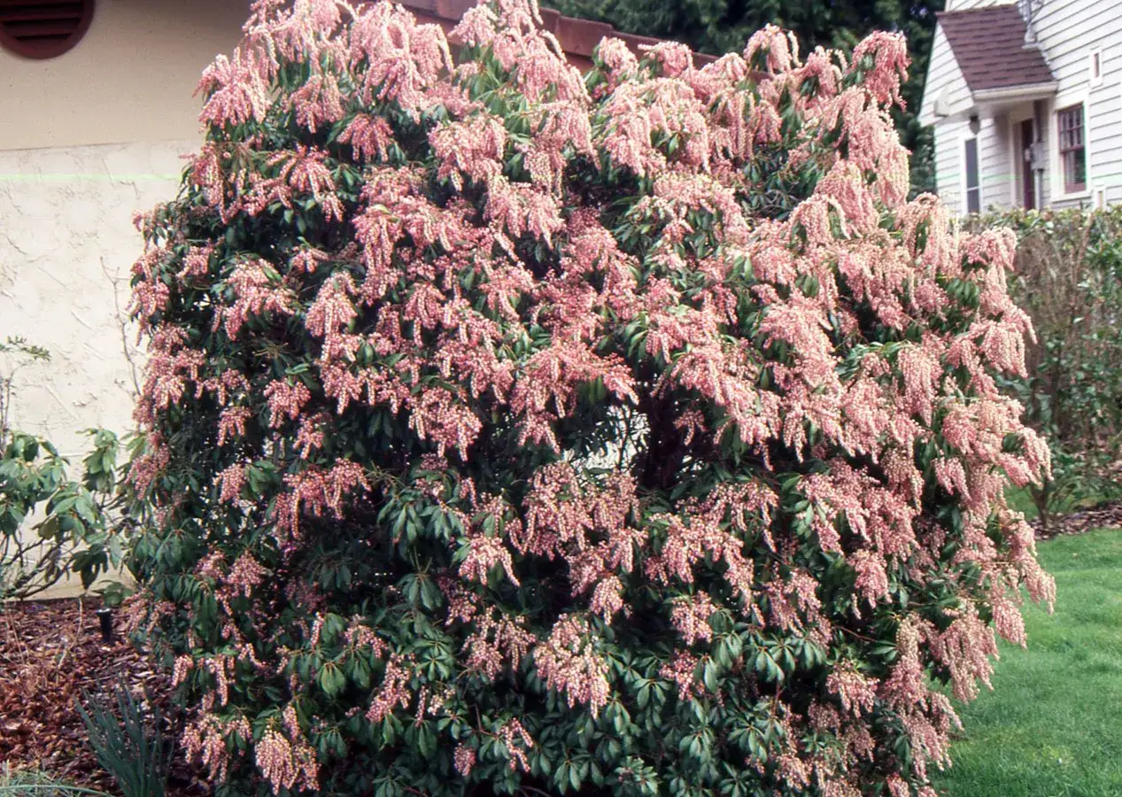 Ein üppiger Strauch mit rosa Blütenrispen, der an japanische Lavendelheide giftig erinnert.