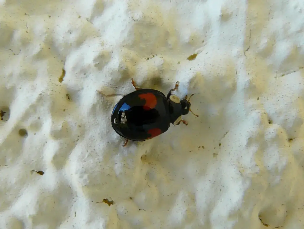 Une coccinelle noir point rouge, avec ses &eacute;lytres luisantes, se prom&egrave;ne sur une surface textur&eacute;e blanche.