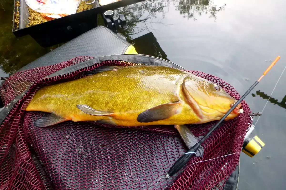Ein sch&ouml;ner Fang! Dieser goldgelbe Fisch, ein Karpfen, liegt im Kescher. Die Uhrzeit spielt keine Rolle, wenn man so einen tollen Fisch f&auml;ngt.