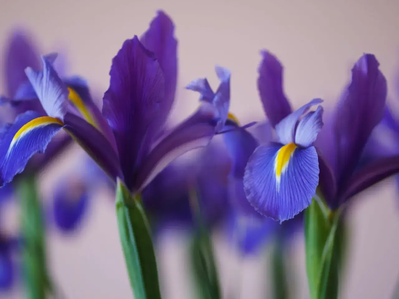 Iris morados, s&iacute;mbolo de esperanza y fe. Su significado espiritual nos invita a la introspecci&oacute;n y la sabidur&iacute;a.