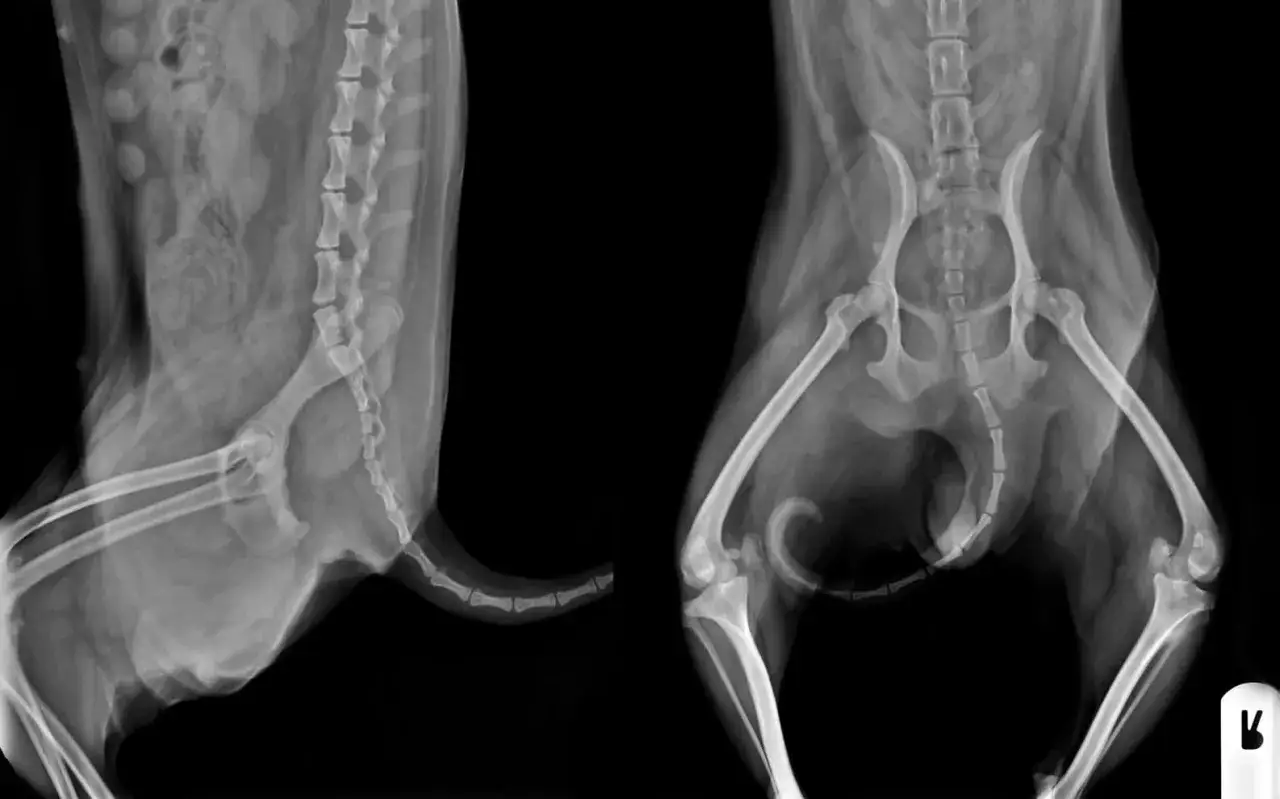 Radiografías de un perro mostrando la pelvis y las patas traseras. Se observa una luxación de rótula en el perro.