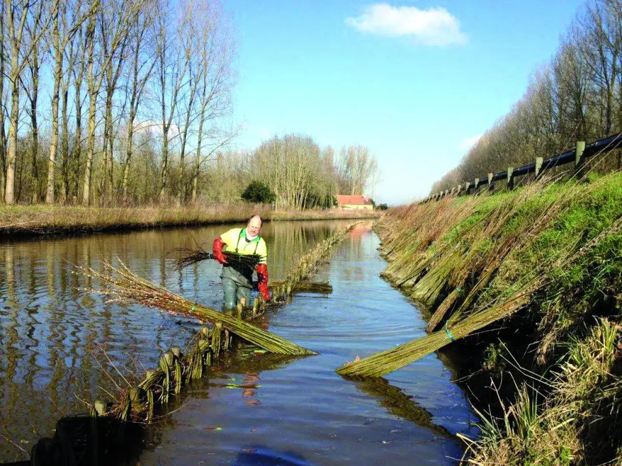 Un homme plante des boutures de saule pour renforcer la berge. C'est une plante de berge sauvage qui prot&egrave;ge le canal.