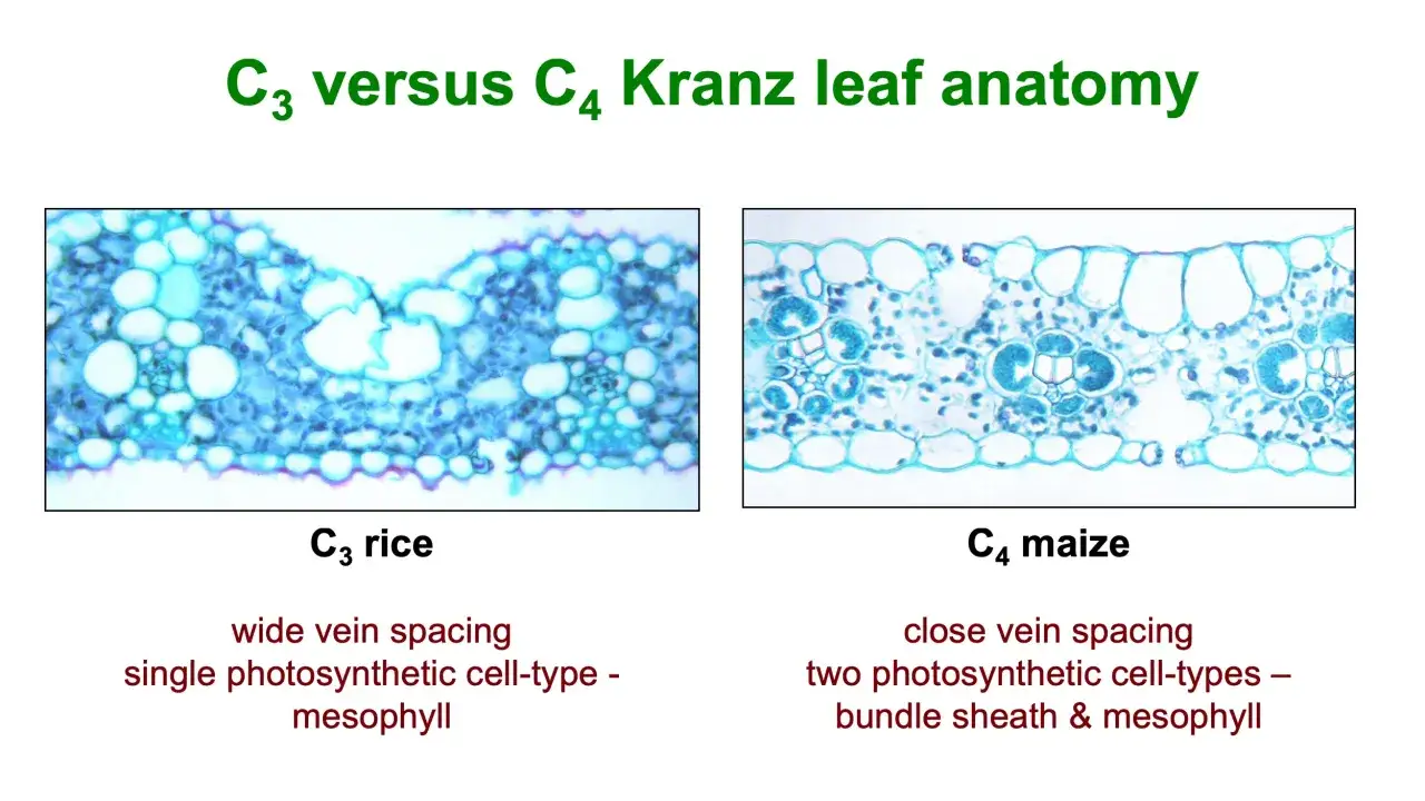 Querschnitte von C3-Reis und C4-Mais zeigen Unterschiede in der Blattstruktur. C4-Pflanzen wie Mais haben eine Kranz-Anatomie mit zwei Zelltypen f&uuml;r die Photosynthese.