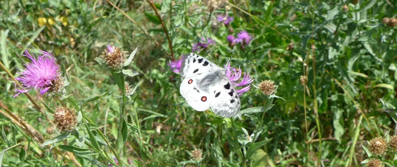 Niepylak apollo, piękny motyl z rodziny paziowatych, przysiadł na fioletowym kwiecie.