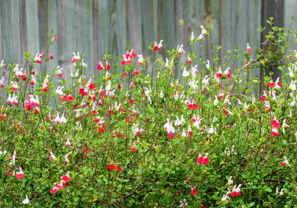 Un parterre de sauge de Graham aux fleurs bicolores rouge et blanc, devant une clôture en bois.