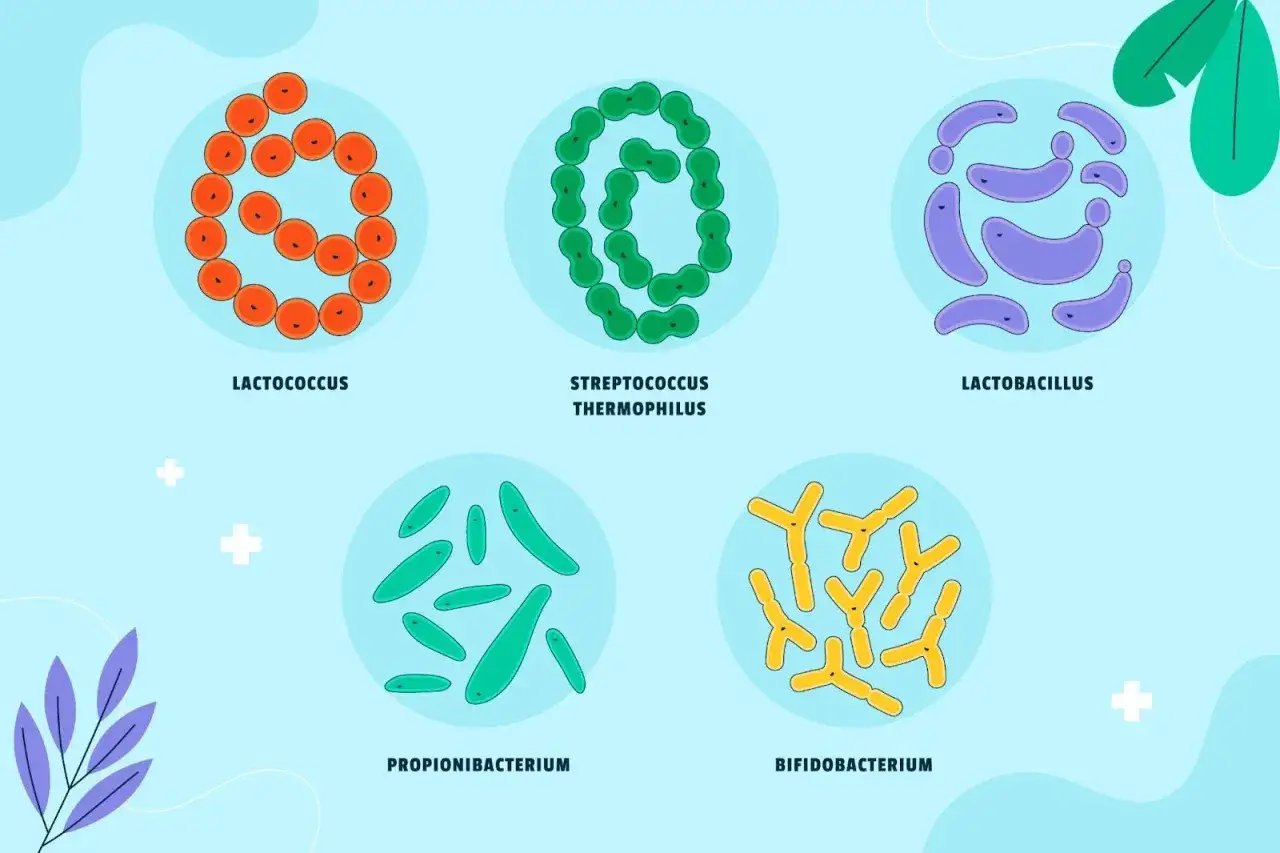 Illustrazione di batteri: Lactococcus, Streptococcus Thermophilus, Lactobacillus, Propionibacterium e Bifidobacterium. I fermenti lattici fanno andare in bagno, aiutando la digestione.