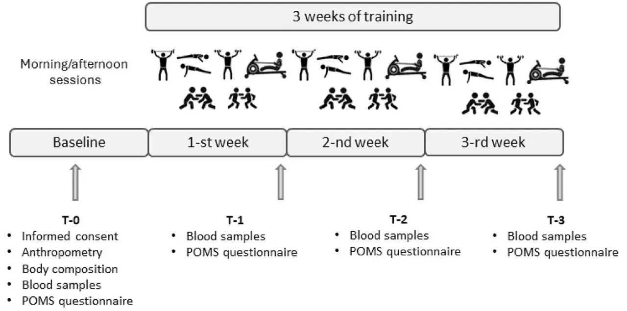 Studie über Cortison und Krafttraining: 3 Wochen Trainingsplan mit morgendlichen/nachmittäglichen Einheiten, Messungen (Anthropometrie, Körperzusammensetzung, Blutproben, POMS) zu Baseline und wöchentlich.