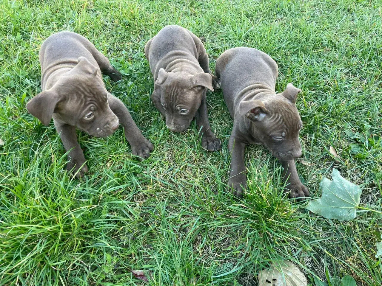 Trzy urocze szczenięta rasy amerykański pitbull terrier leżą na trawie, badając otoczenie.