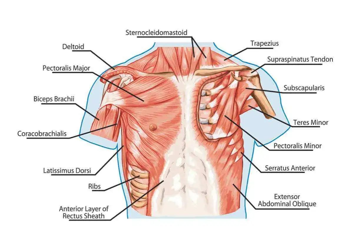 Anatomical illustration showing the musculature of the chest and back, including the mięsień piersiowy większy.