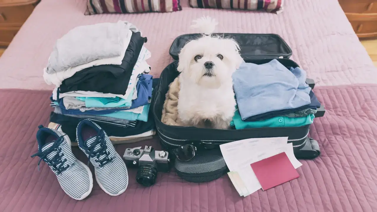 Mały, biały piesek siedzi w walizce, gotowy na wakacje. Obok stos ubrań, buty, aparat i paszport.