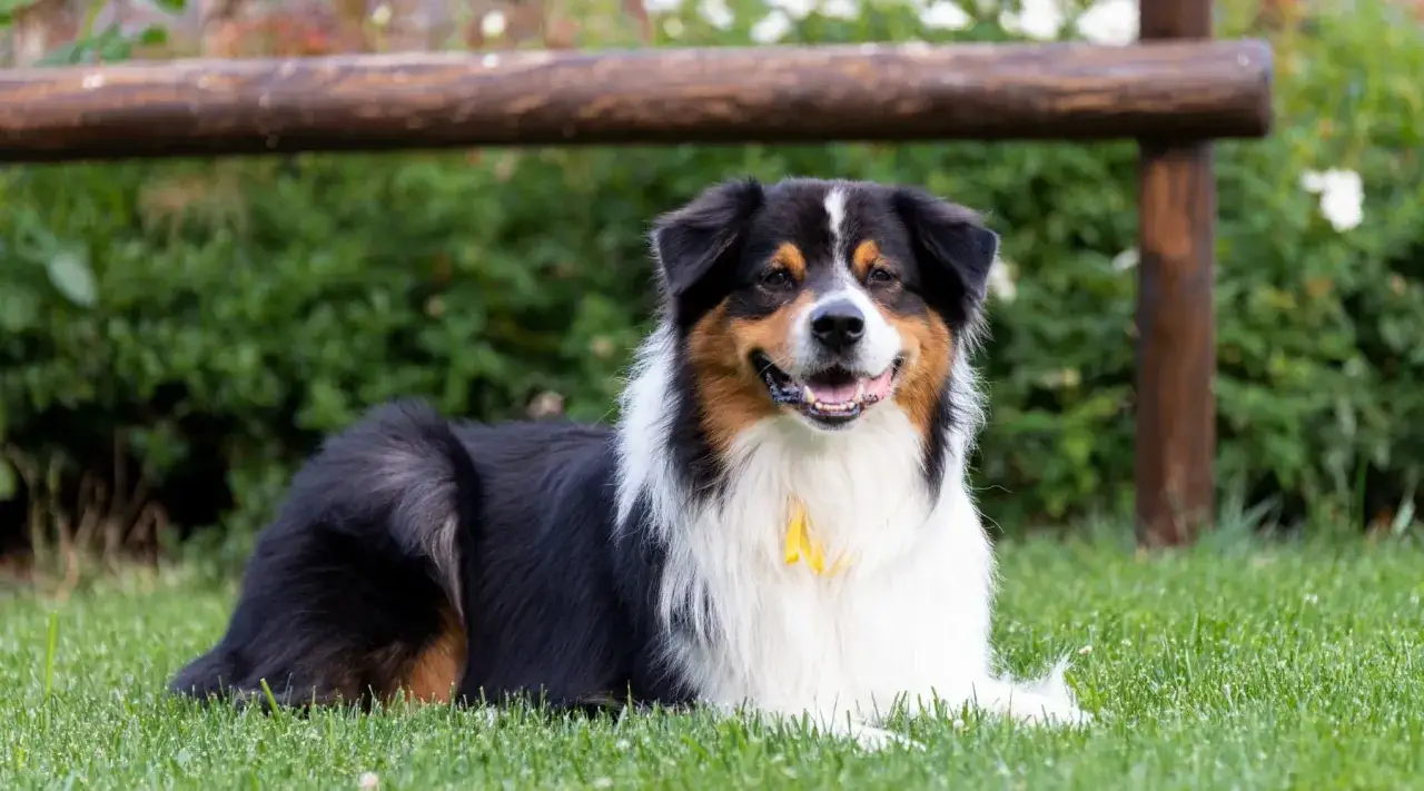 Un magnifique berger australien tricolore, au poil long et soyeux, se repose sur l'herbe verte. Il porte un ruban jaune autour du cou.