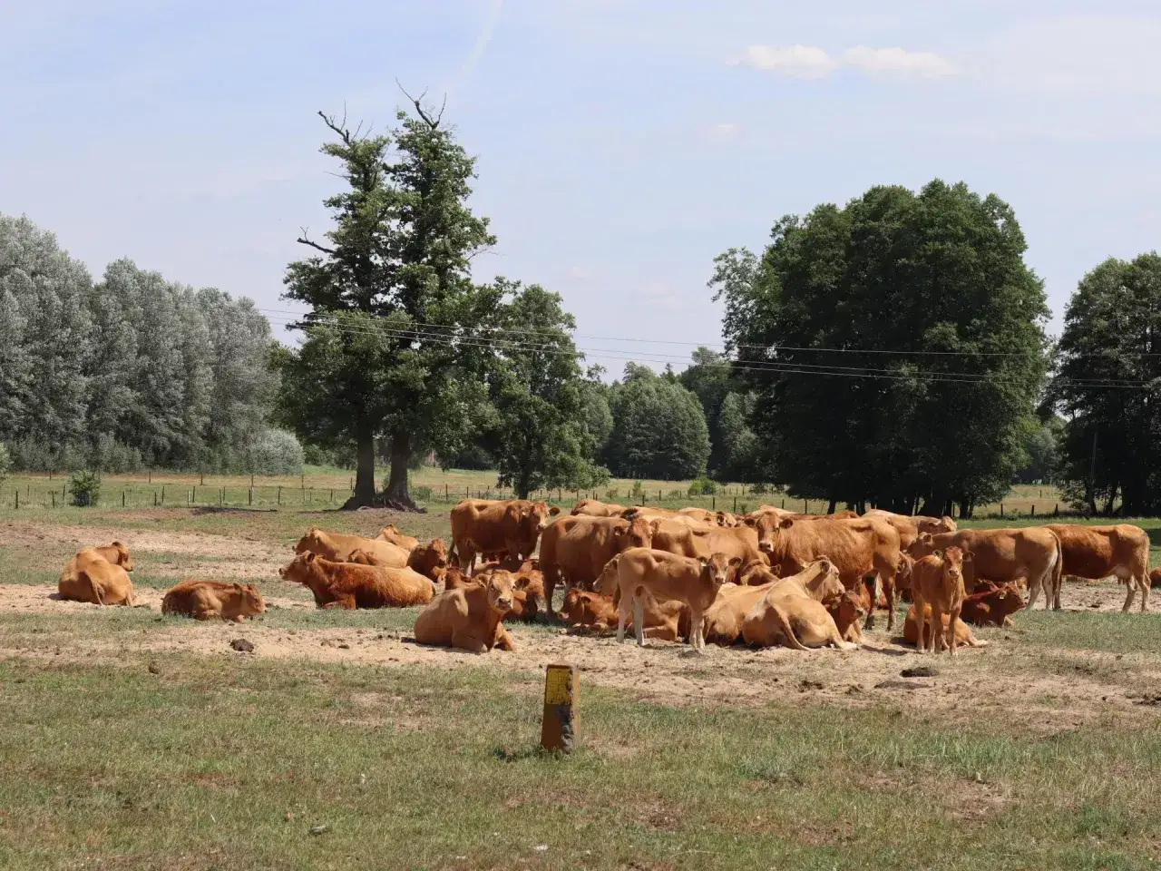Stado brązowych krów odpoczywa na pastwisku. To typowy widok dla gospodarstwa rolnego.