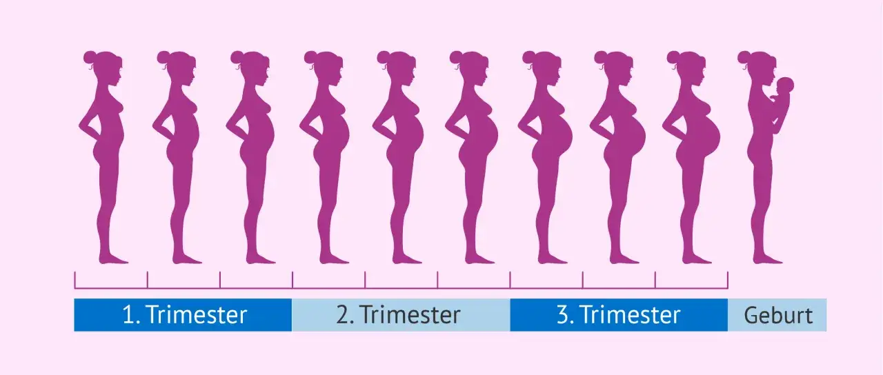 Silhouetten zeigen die Entwicklung der **Schwangerschaft in Monaten**, vom ersten Trimester bis zur Geburt mit Baby.