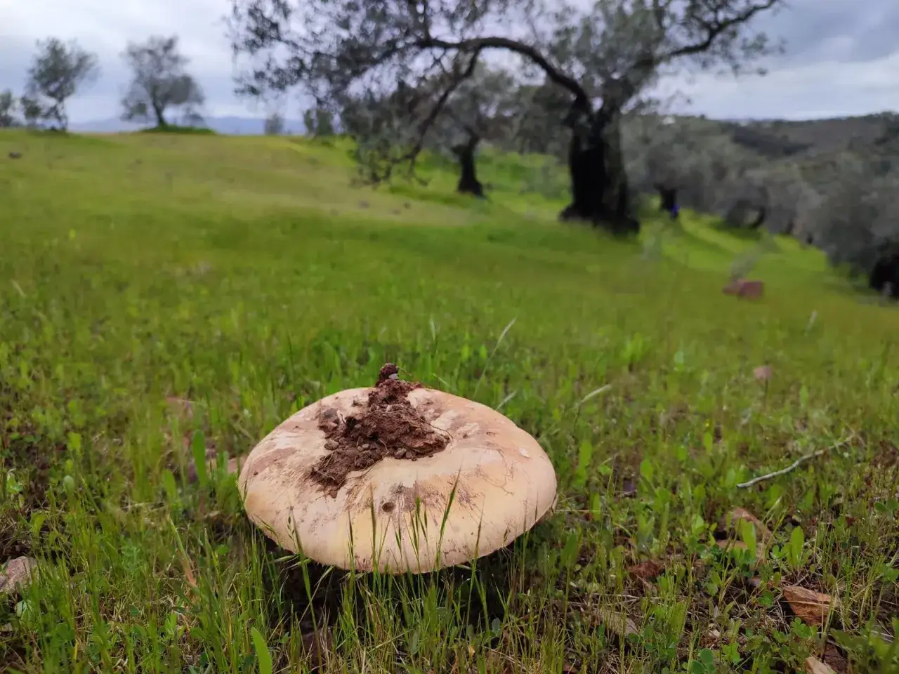 Un hongo amanita ponderosa, cubierto de tierra, emerge en un prado verde bajo olivos centenarios.