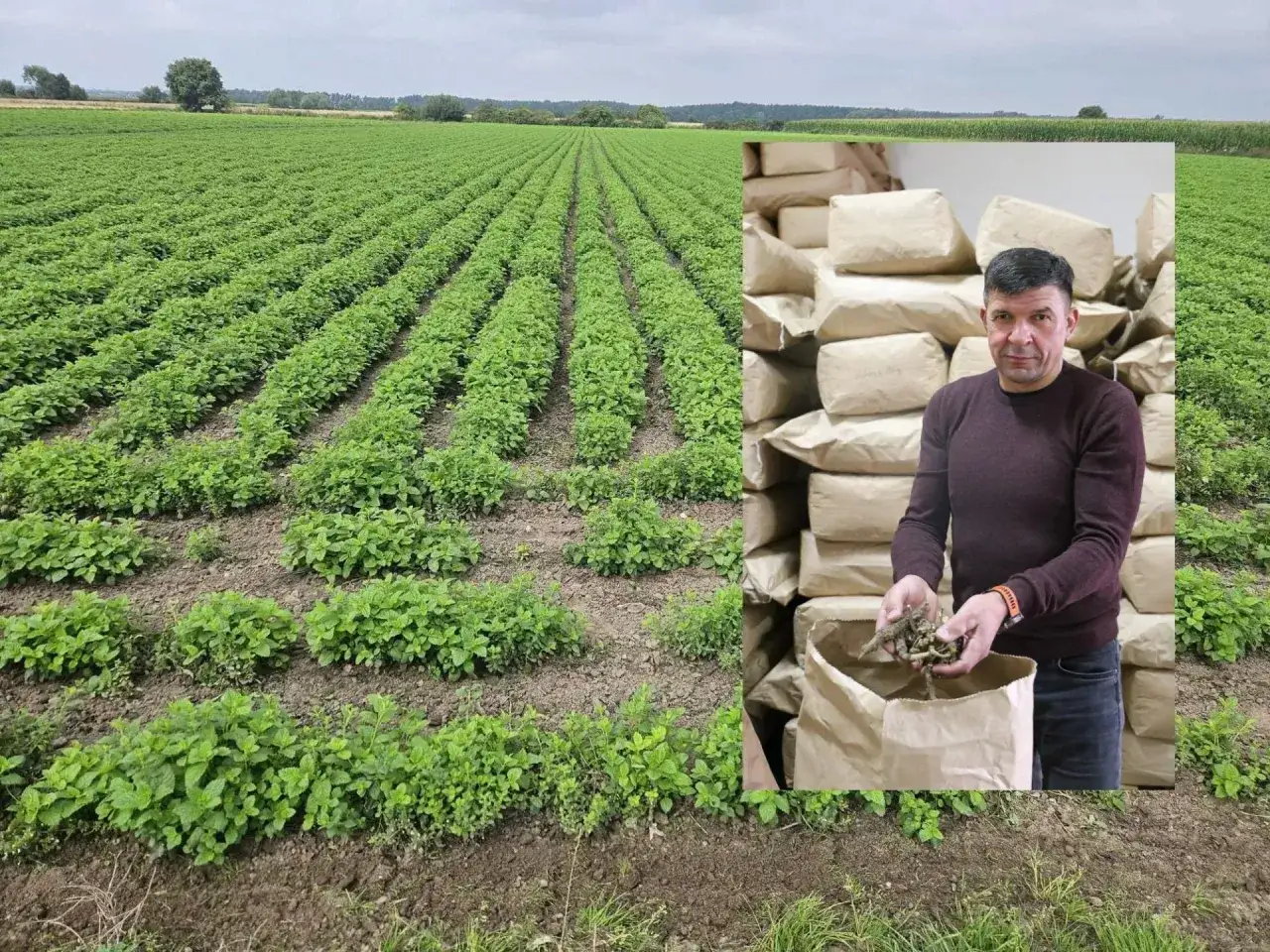 Rolnik pokazuje korzenie rośliny, która będzie chroniona przez flufenacet. W tle pole uprawne i worki z zebranymi plonami.