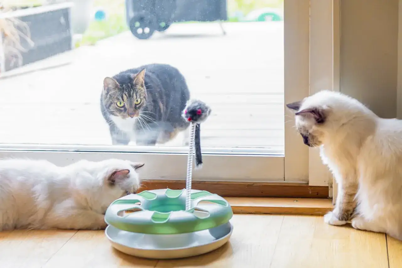 Två vita katter leker med en leksak på golvet, medan en randig katt tittar in genom fönstret. Undrar hur mycket kostar en kattunge?