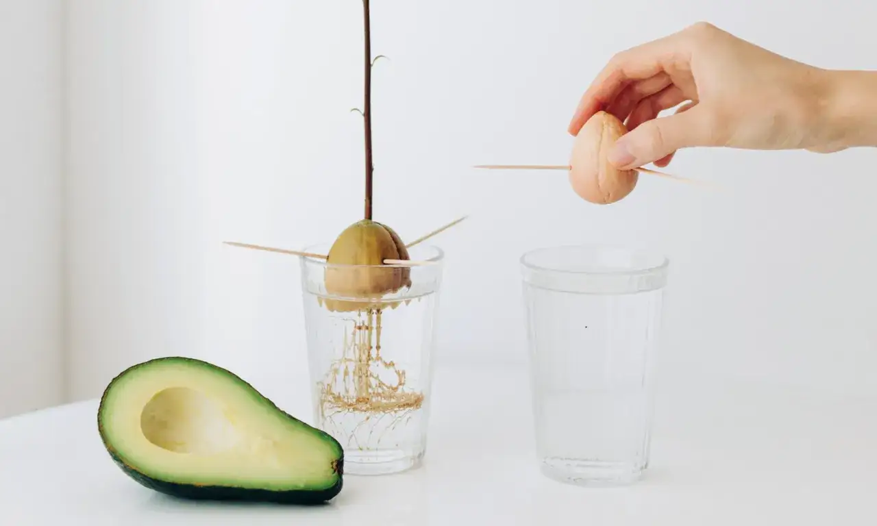 Une main pr&eacute;pare un noyau d'avocat pour la germination. On se demande combien de temps il faut pour faire pousser un avocat.