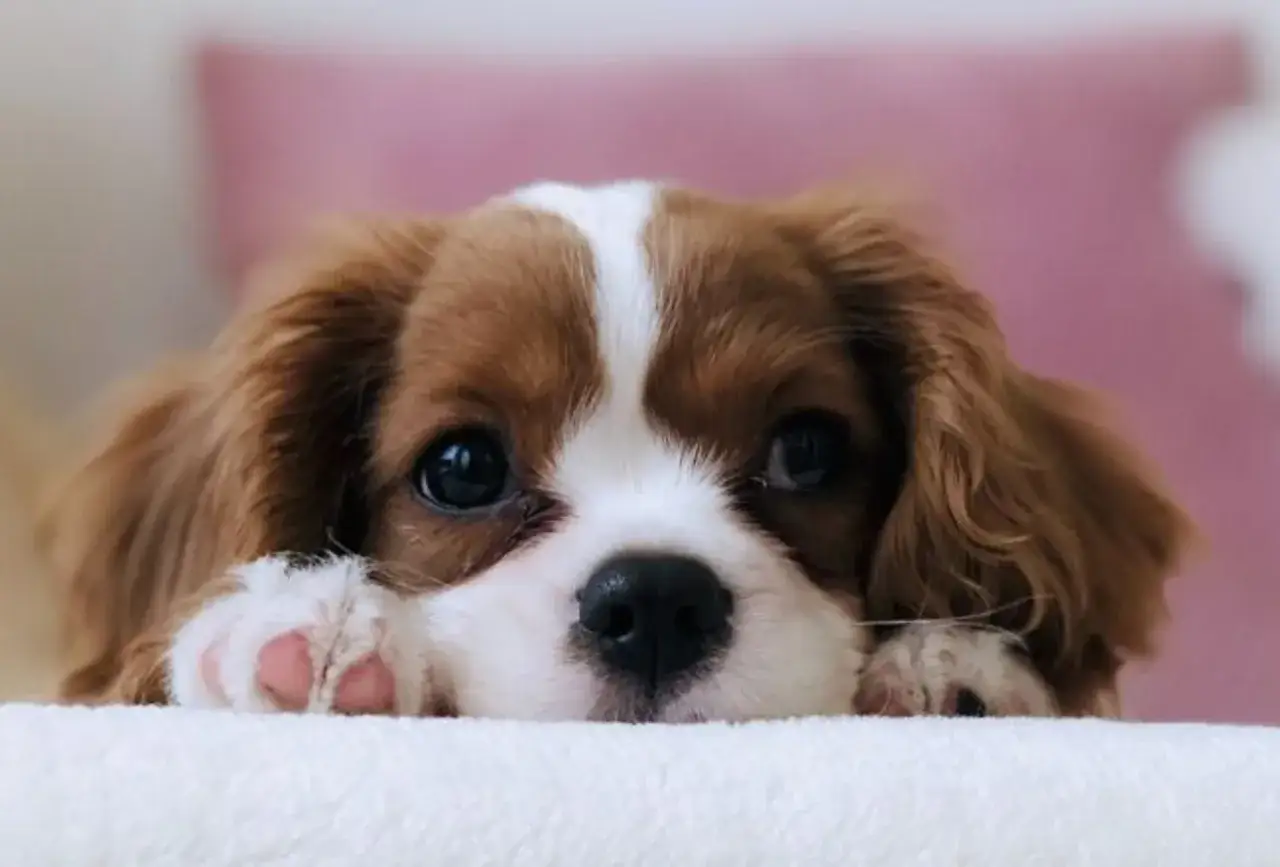 Uroczy szczeniak Cavalier King Charles Spaniel, idealny kandydat na imię dla małego psa.