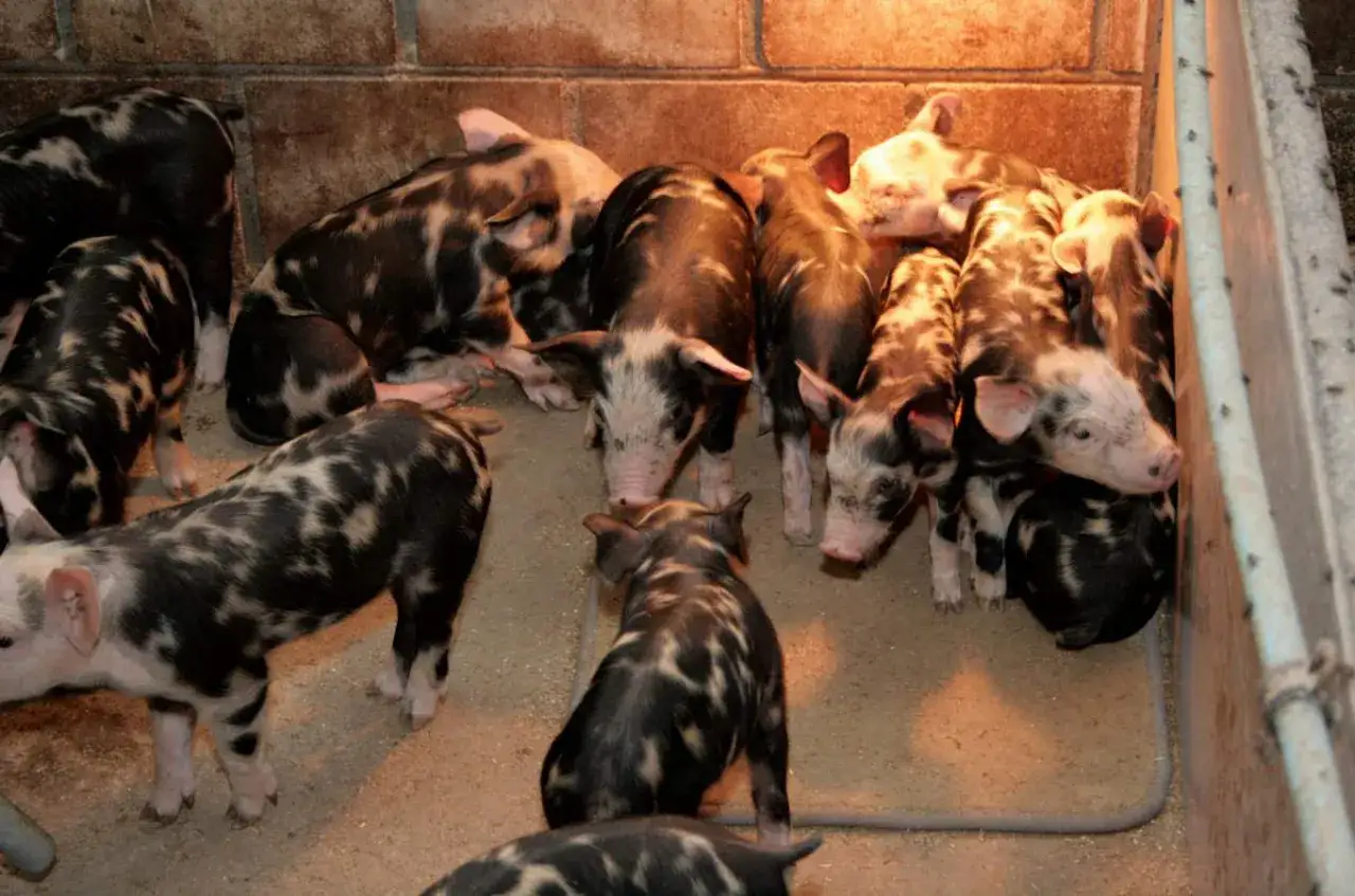Wesołe prosiaczki o łaciatym umaszczeniu, r&oacute;żne typy użytkowe świń, bawią się w zagrodzie.