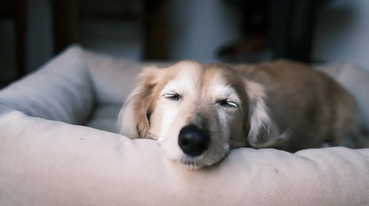 Mi perro llora porque quiere dormir conmigo. Est&aacute; durmiendo en su cama, pero sue&ntilde;a con mi cama.