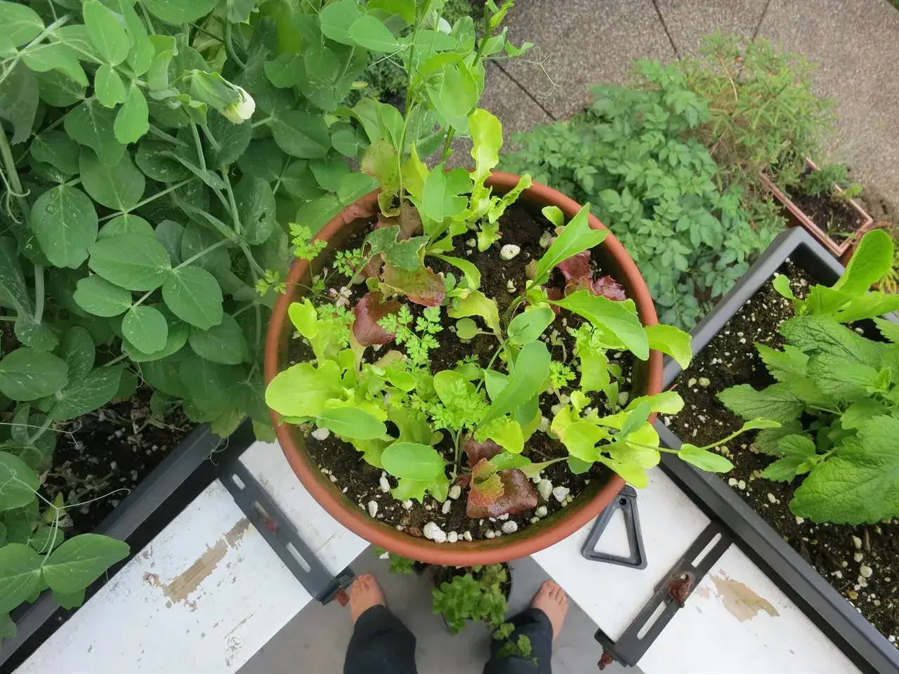 Salade et persil en pot, parfaits à planter en avril. À côté, des plants de pois et de menthe.