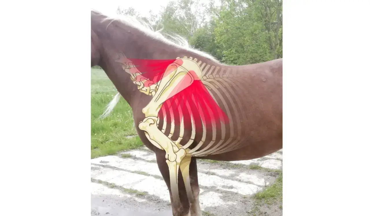 Pferd mit Skelett und roter Markierung, die verspannte interkostalmuskulatur zeigt.