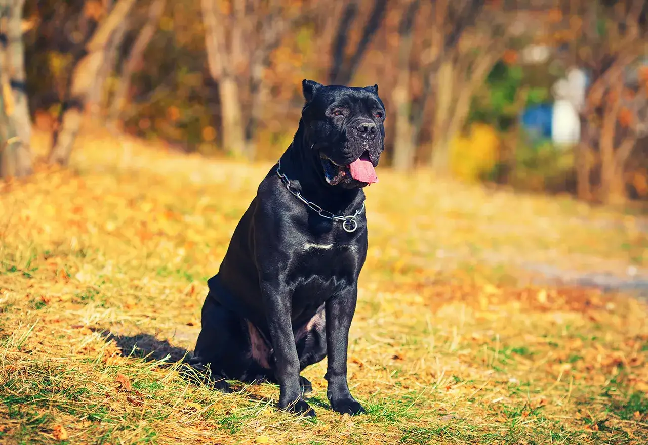 Czarny cane corso z łańcuchem na szyi, siedzący na trawie jesienią. Jego usposobienie to spokój i czujność.