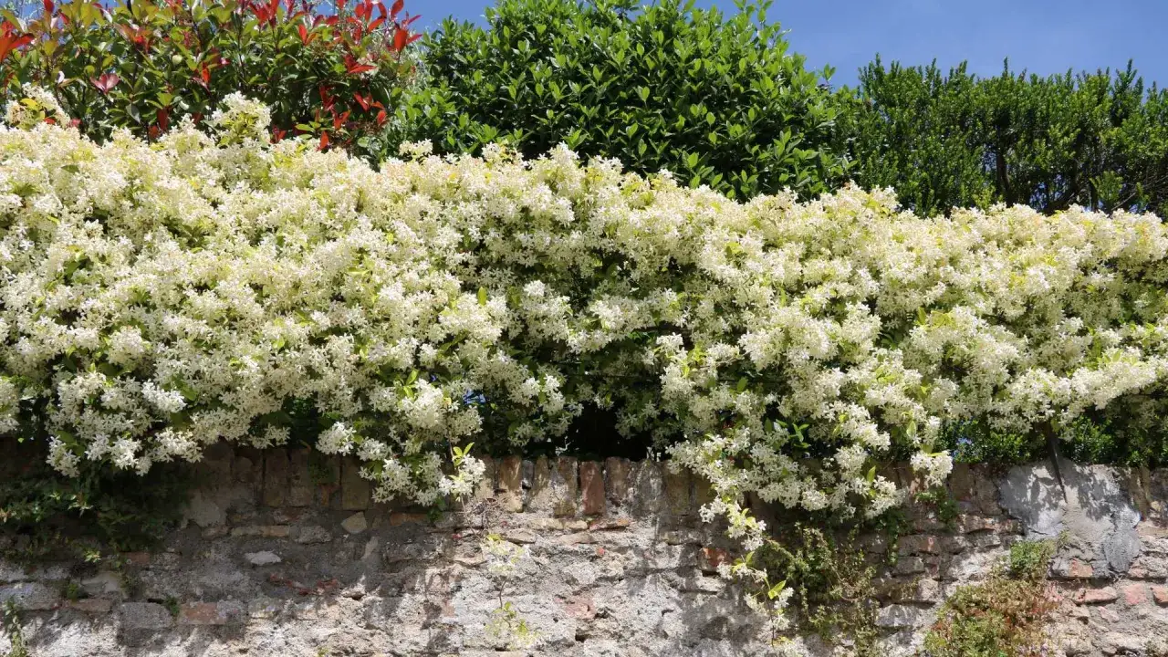 Un rigoglioso gelsomino in fiore ricopre un muro di mattoni. Ideale per chi si chiede quando piantare gelsomino per una fioritura così spettacolare.