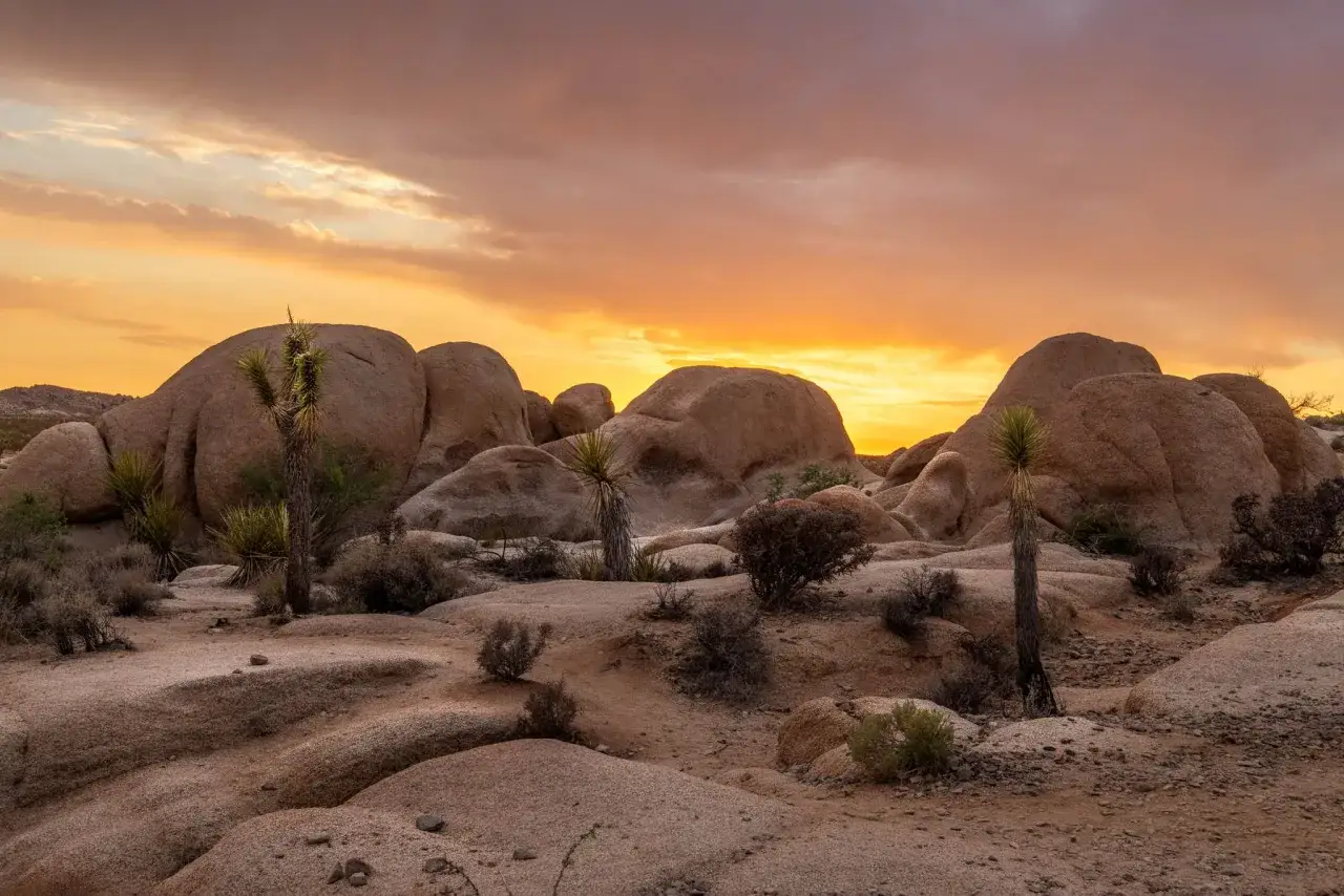 Zach&oacute;d słońca nad Joshua Tree Park. Pustynny krajobraz z formacjami skalnymi i drzewami Jozuego, w blasku pomarańczowego nieba.