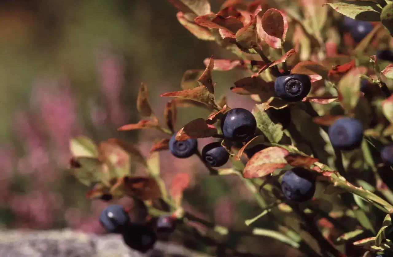 Myrtilles mûres sur une branche, leurs teintes sombres évoquant un danger subtil dans la nature.