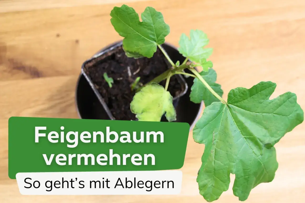 Ein junger Feigenbaum im Topf, bereit, um Feigen zu vermehren. So geht's mit Ablegern.