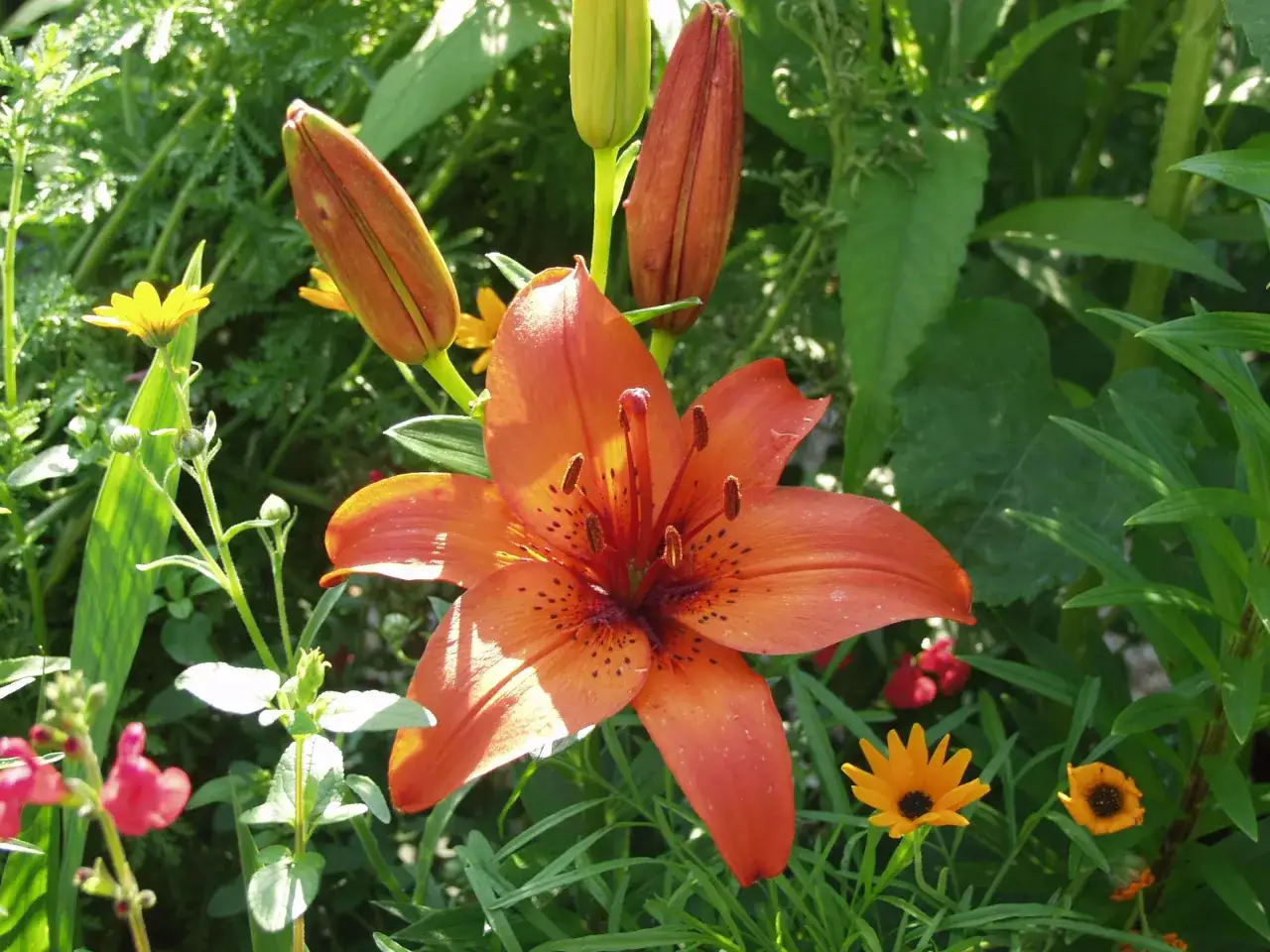 Orange Lilien pflanzen blühen im Garten, umgeben von grünen Blättern und kleineren gelben und roten Blumen.