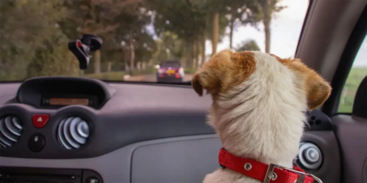 Hund med röd halsband i bilen, redo för resan. Kanske behöver den åksjuketabletter hund för att må bra.