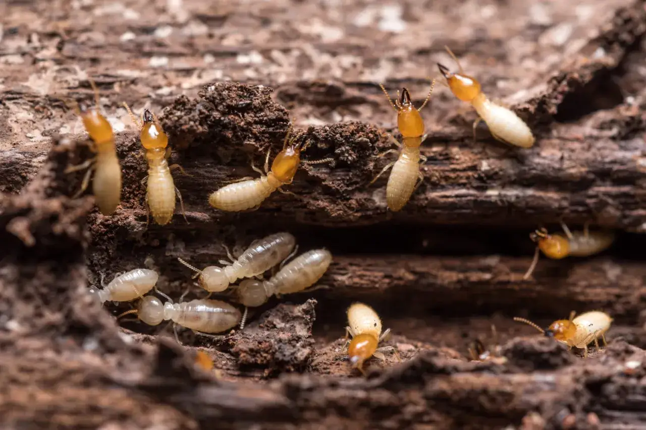 Une colonie de termites travaille dans un petit trou dans le bois, creusant leur chemin à travers le matériau.