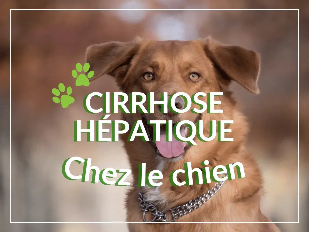 Portrait d'un chien brun avec le texte 