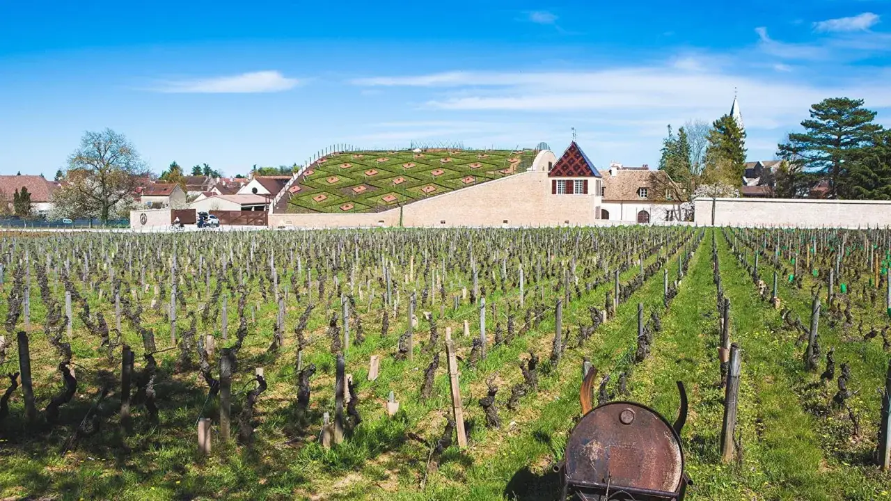 Vignoble au printemps, avec au fond le chai Jean-Claude Boisset, bâtiment moderne au toit végétalisé.