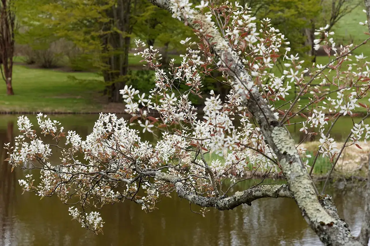 Bl&uuml;hende Felsenbirne am Wasser. Ein idealer Zeitpunkt, um die Felsenbirne zu vermehren, wenn sie so &uuml;ppig bl&uuml;ht.