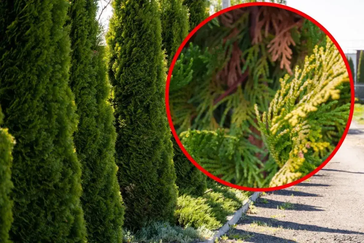 Rad av gr&ouml;na thuja-tr&auml;d. En n&auml;rbild visar thuja bruna grenar som b&ouml;rjar torka ut.