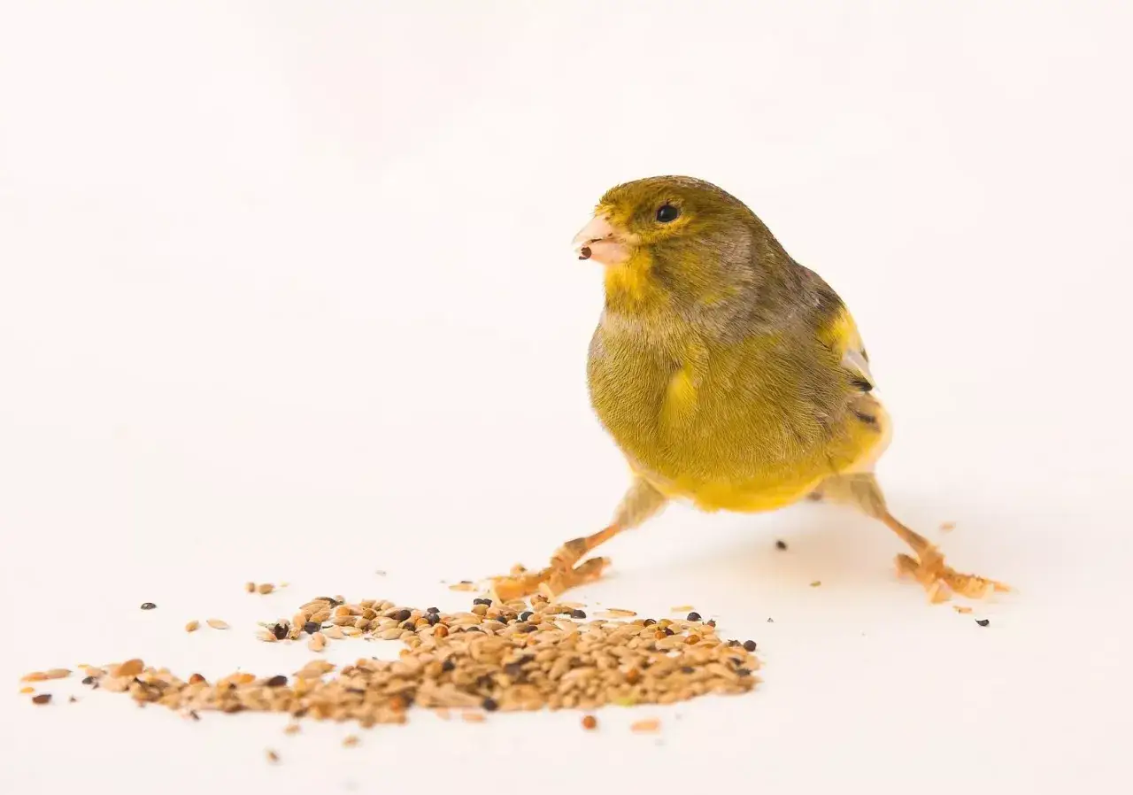 Un canario amarillo picotea semillas, mostrando qu&eacute; comen los canarios.