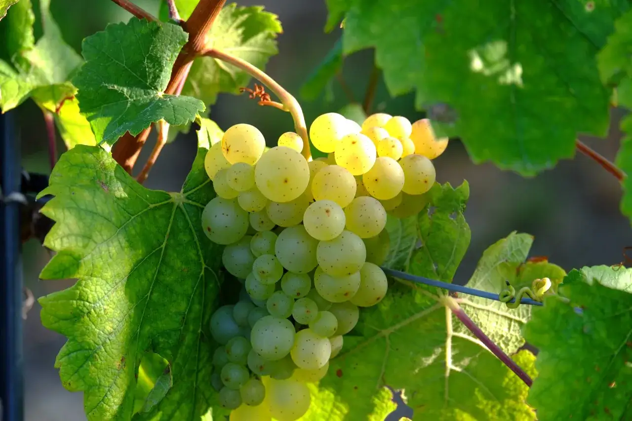 Reife Trauben, bereit für die Lese. Ein Hauch von Friulano Wein liegt in der Luft.